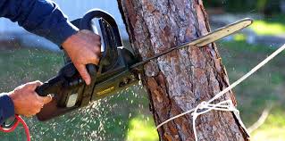  , USA Tree Removal and Landscaping Services Pros